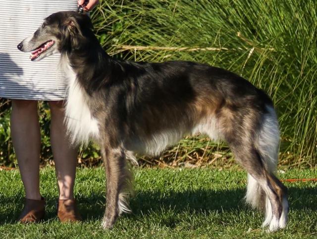 Photo of Clayborn's Gepetto