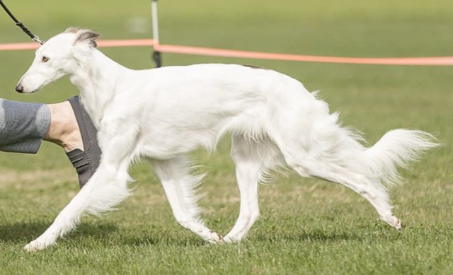 Photo of Clayborn's Paradise Whydah
