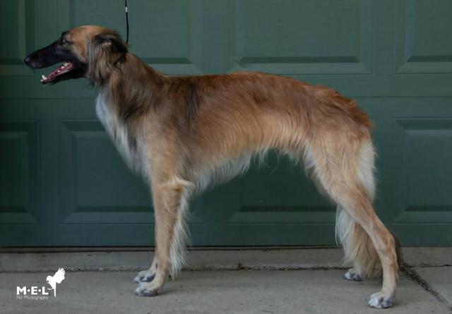 Photo of Clayborn's Red-Tailed Comet