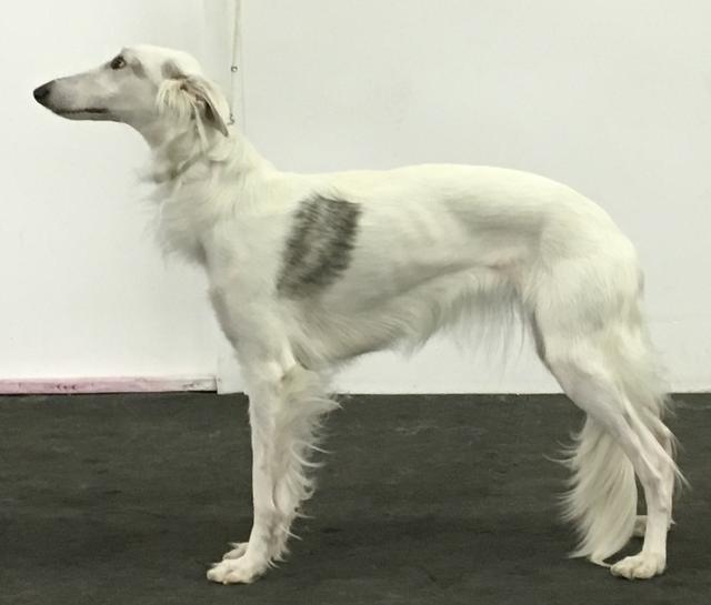 Photo of Clayborn's Silver Plume