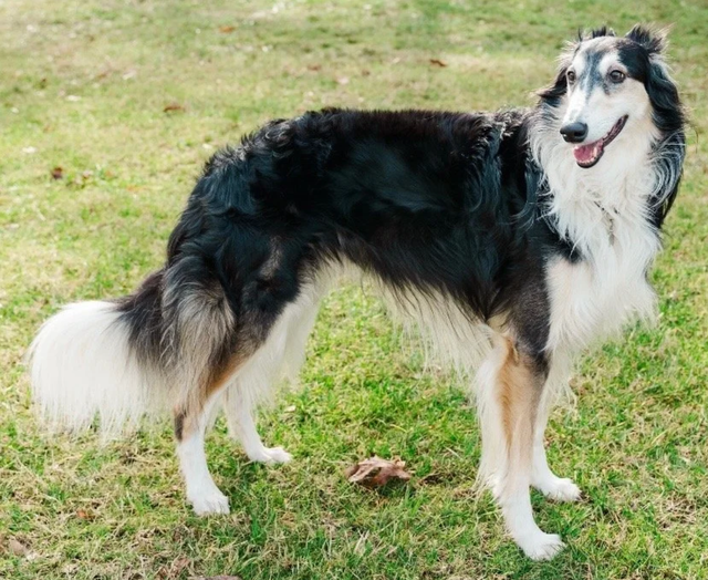 Photo of Cool Run Café Black Tuxedo