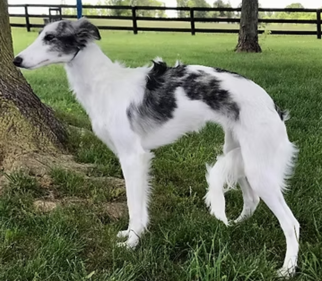 Photo of Cool Run Ladyhawke