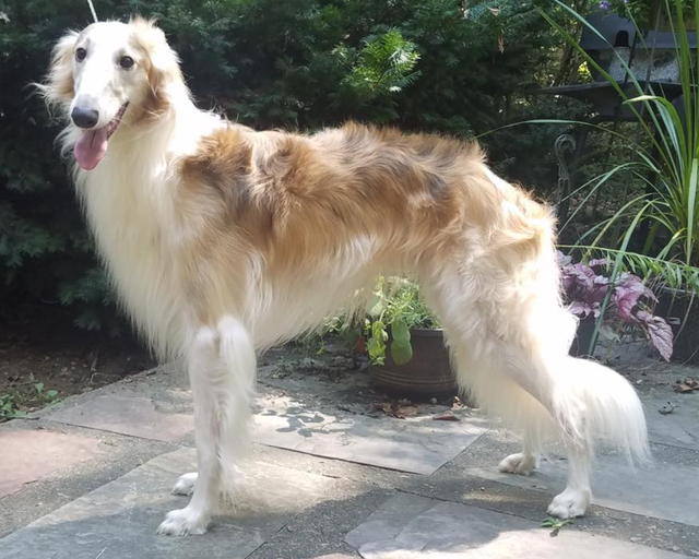 Photo of Cool Run Winsome Sugarfoot