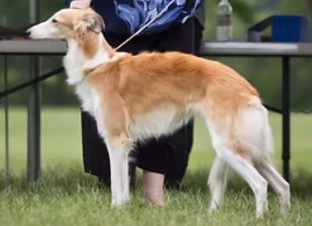 Photo of Cool Run Ziva