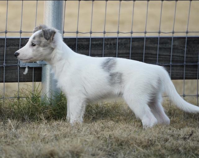 Photo of Empyrean Cortado