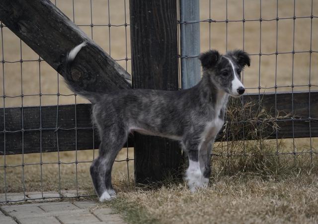 Photo of Empyrean Double Shot