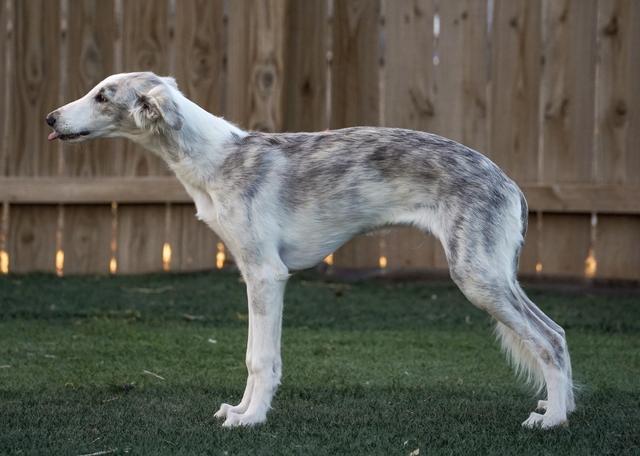 Photo of Empyrean Schnitzel