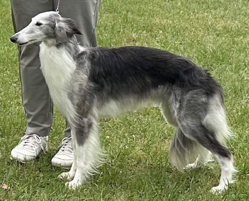 Photo of Entourage Carbon Copy