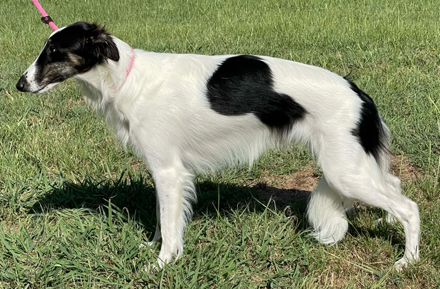 Photo of Entourage Day Dream Believer