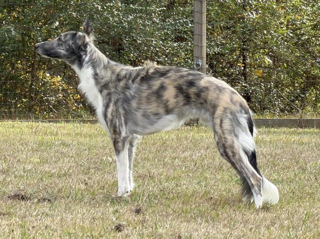 Photo of Entourage Deck the Halls