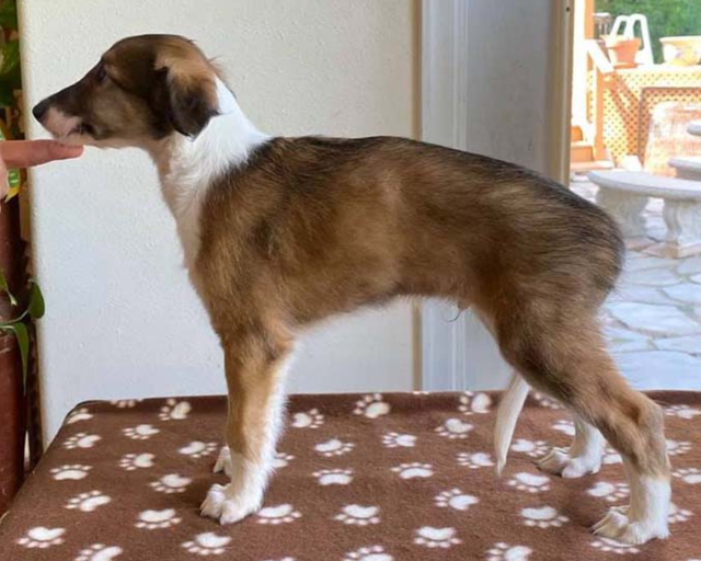 Photo of Entourage JusRics Conquistador