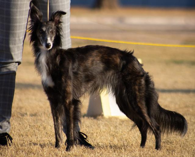 Photo of Entourage Windjammer
