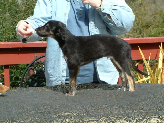 Photo of Evening Wind's Boreas