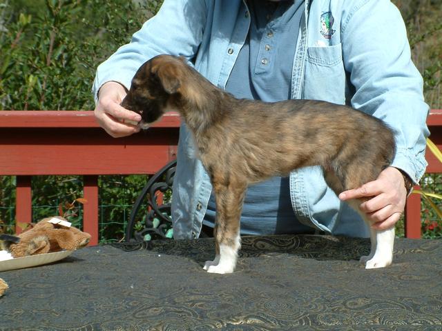 Photo of Evening Wind's Khalif