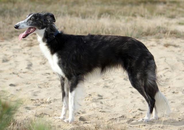 Photo of Fantasia Of SilkenJoy