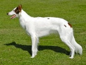 Photo of Fantasy Farms Don Giovanni