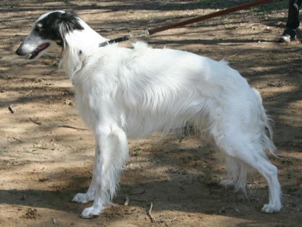 Photo of Fantasy Farms Mozart