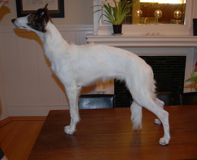 Photo of Fantasy Farms Pavarotti