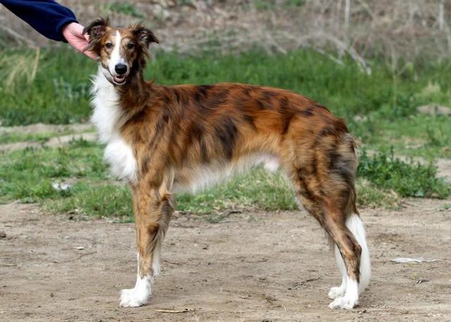 Photo of Fantasy Farms Puccini