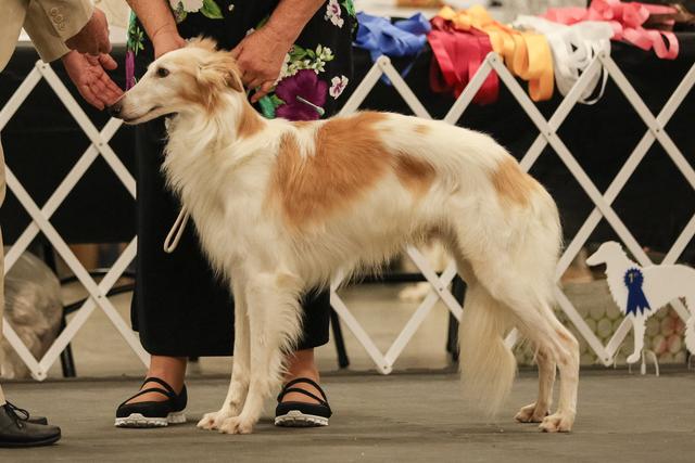 Photo of Firebirds F-104 Starfighter