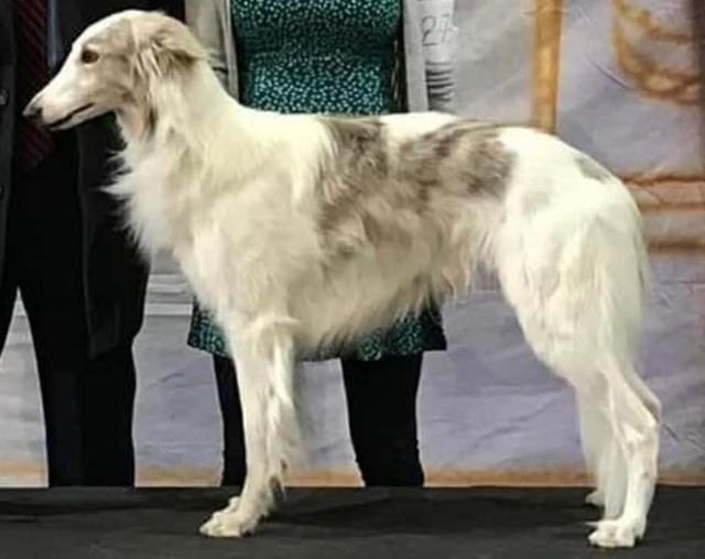 Photo of Firebirds Han Solo at Serenity