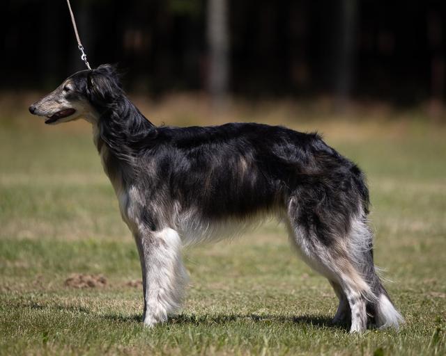 Photo of Greenwood Black Flame Candle