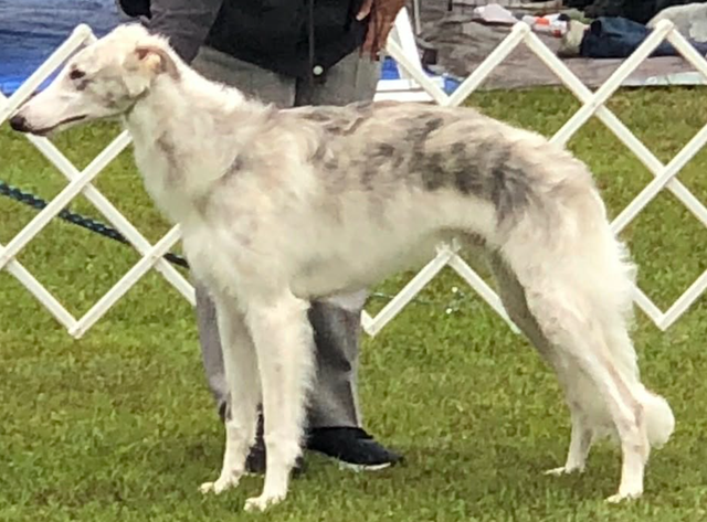 Photo of Gryffyn Empyrean Bravado