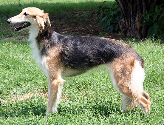 Photo of Gryffyn'sAeyrie BringOnTheNight