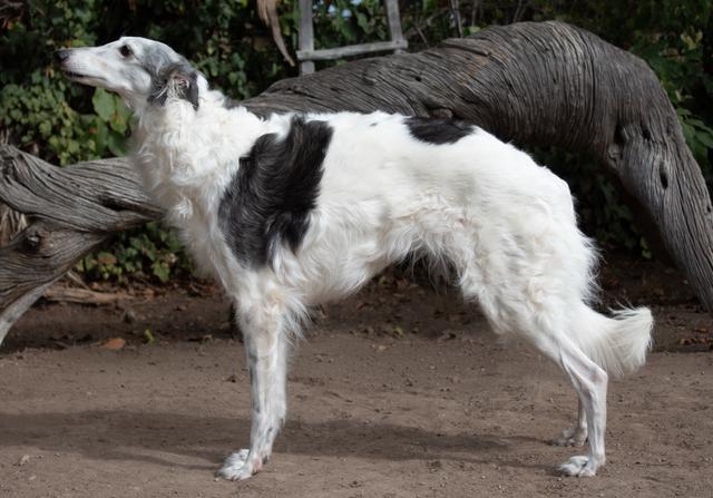 Photo of Gryffyn's Aeyrie Dare