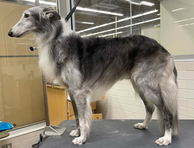 Photo of Gryffyn's Aeyrie Endless Blue