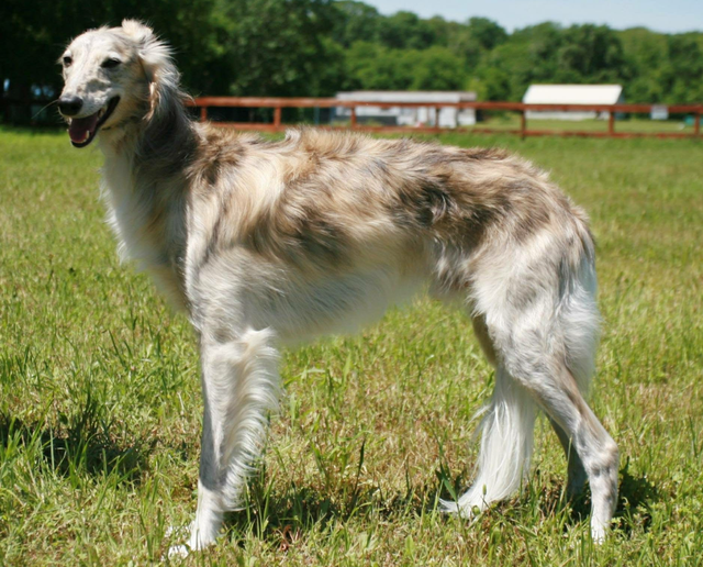 Photo of Gryffyn's Aeyrie HiptobeSquare