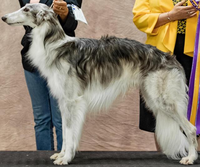 Photo of Gryffyn's Kristull Blue Bayou