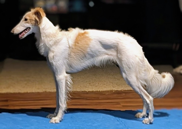 Photo of Heathen Dragoon's Pining Heart