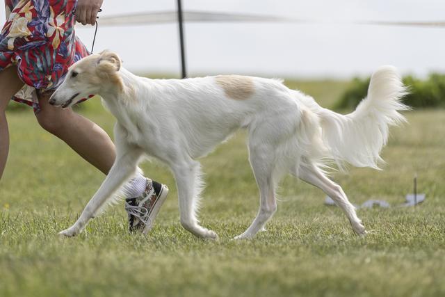 Photo of Hunter's Run Fooled U to WNS