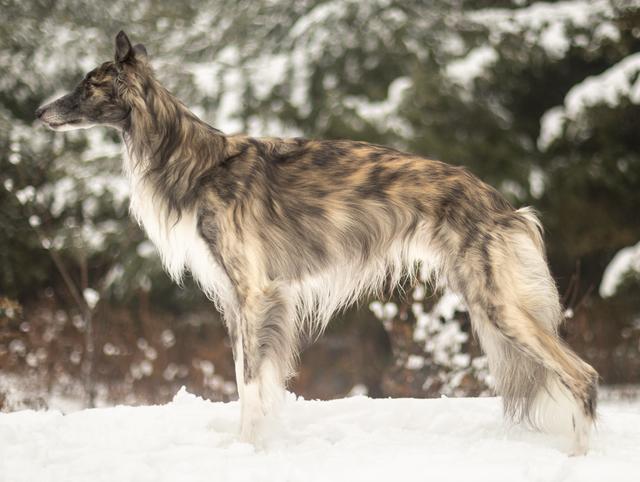 Photo of Imperial Purple Viking