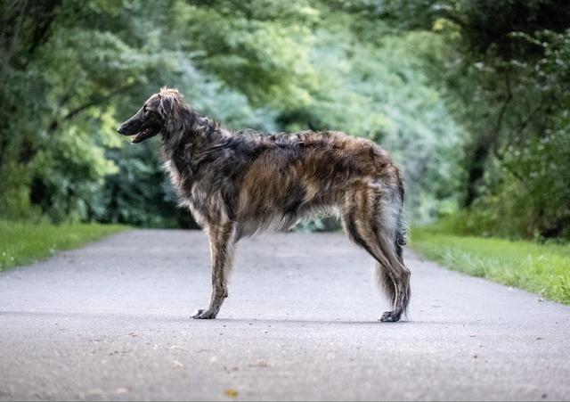 Photo of Imperial Topaz Pumpernickel