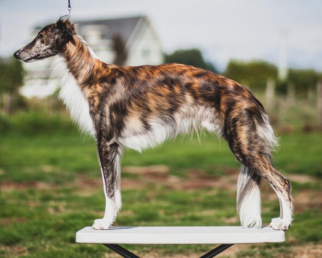 Photo of JusRics Path of Totality