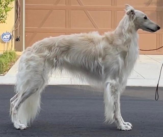 Photo of KadlecStarfyreMtLassen@Intriga