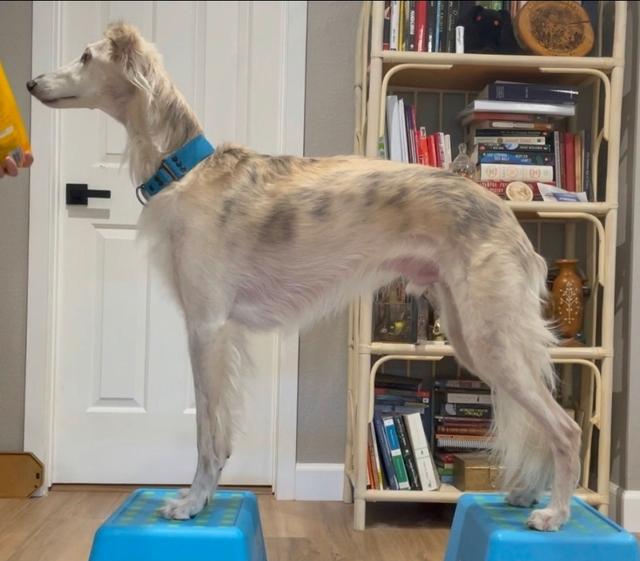 Photo of KadlecStarfyreMtShasta@Intriga