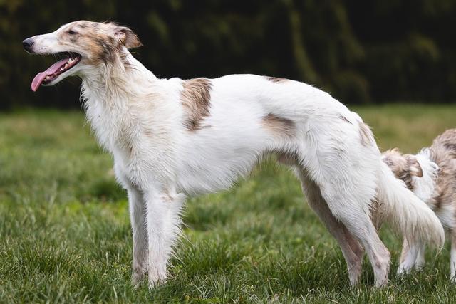 Photo of Kinobi I Feel Lucky at Winsome