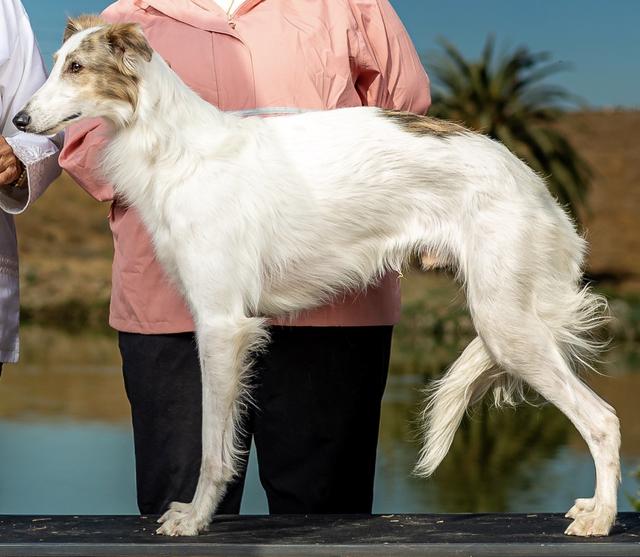 Photo of Kinobi You Win Again