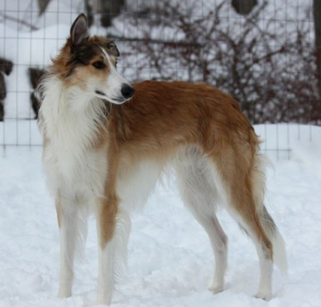 Photo of Kohana I M Aidan