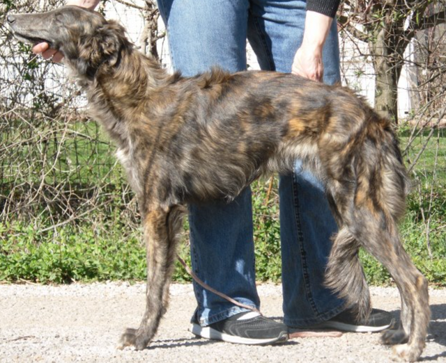 Photo of Kristull Avalon Gizmo