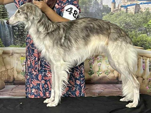 Photo of Kristull Fyre Fly