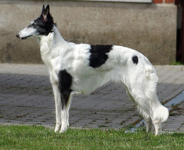 Photo of Kristull Halona Silken Joy