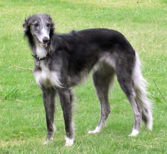 Photo of Kristull Kayla of Dreams End