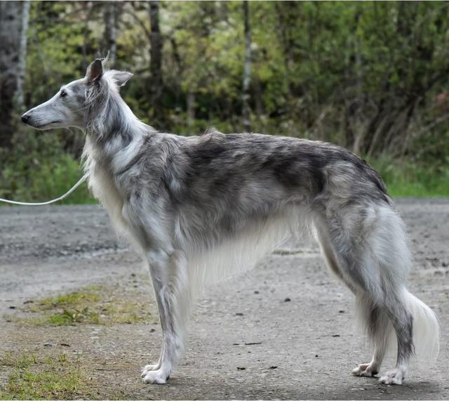 Photo of Kristull Over The Moon