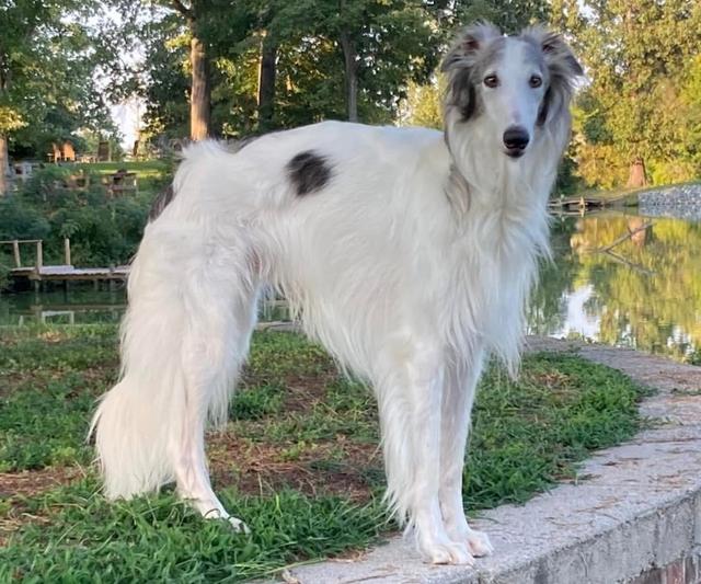 Photo of Kristull Quick Stride