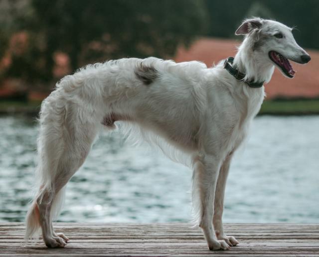 Photo of Kristull Router Roulette