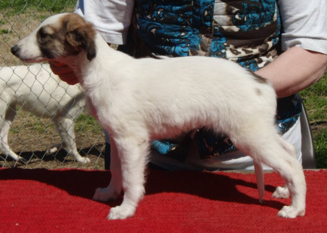 Photo of Kristull Runnin' on Sunshine